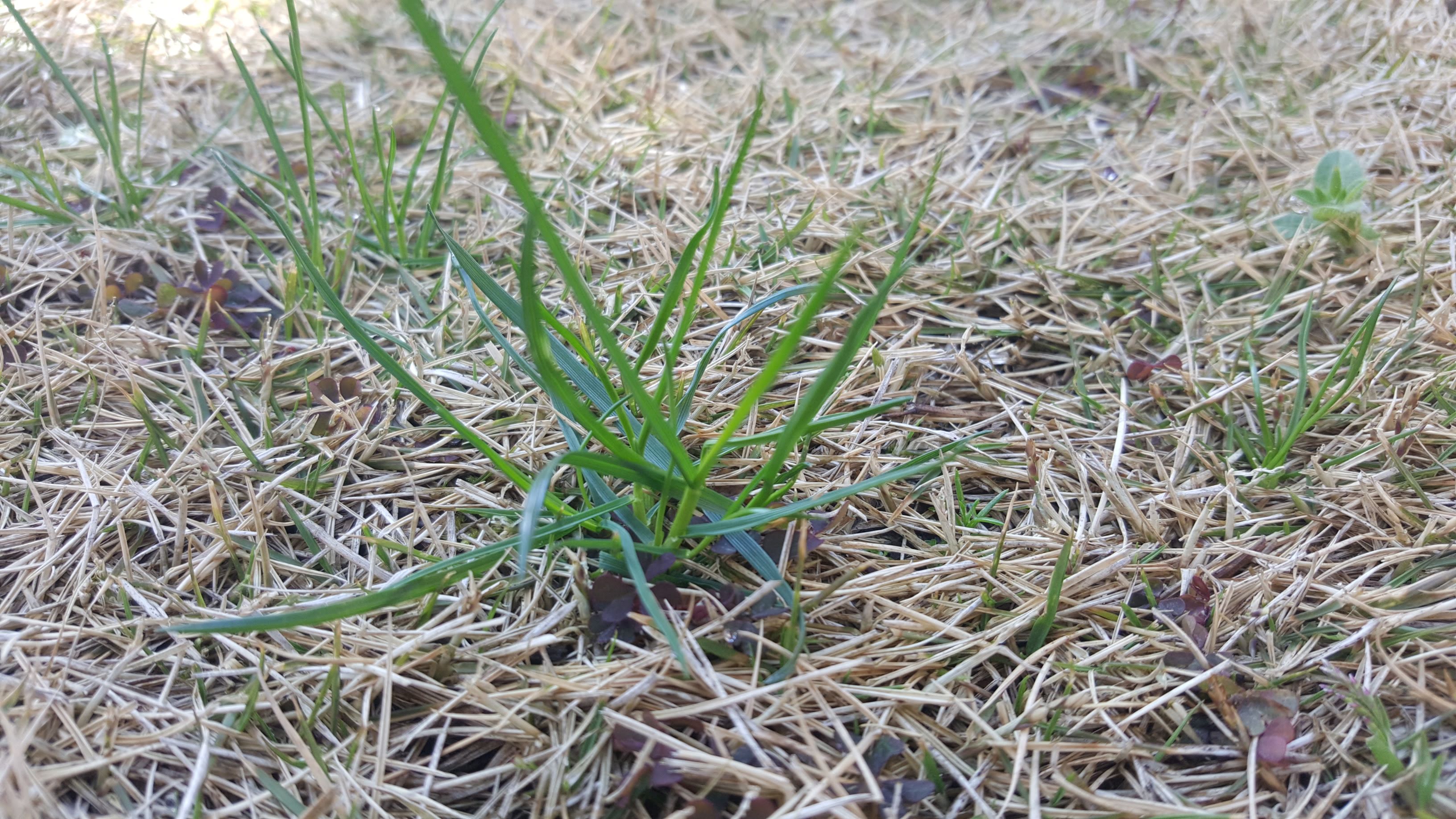 スズメノカタビラは芝生に厄介な雑草 駆除方法 超手抜きの芝生管理法